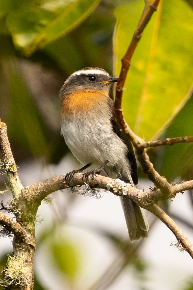 Rufous-breasted Chat-Tyrant - ML645889576
