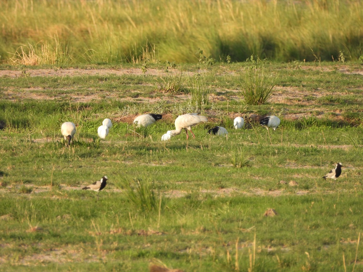 Little Egret - ML645889577