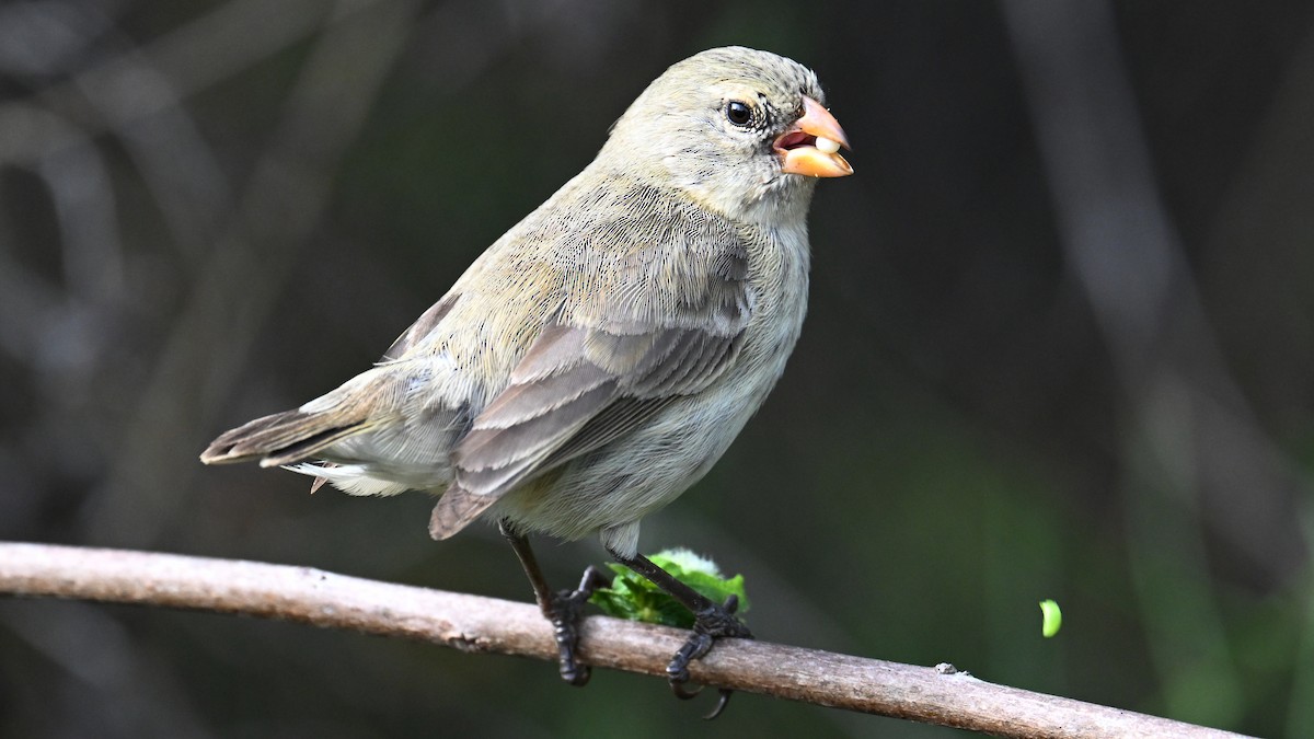 Small Tree-Finch - ML645889578