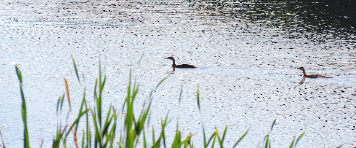 African Finfoot - ML645889581