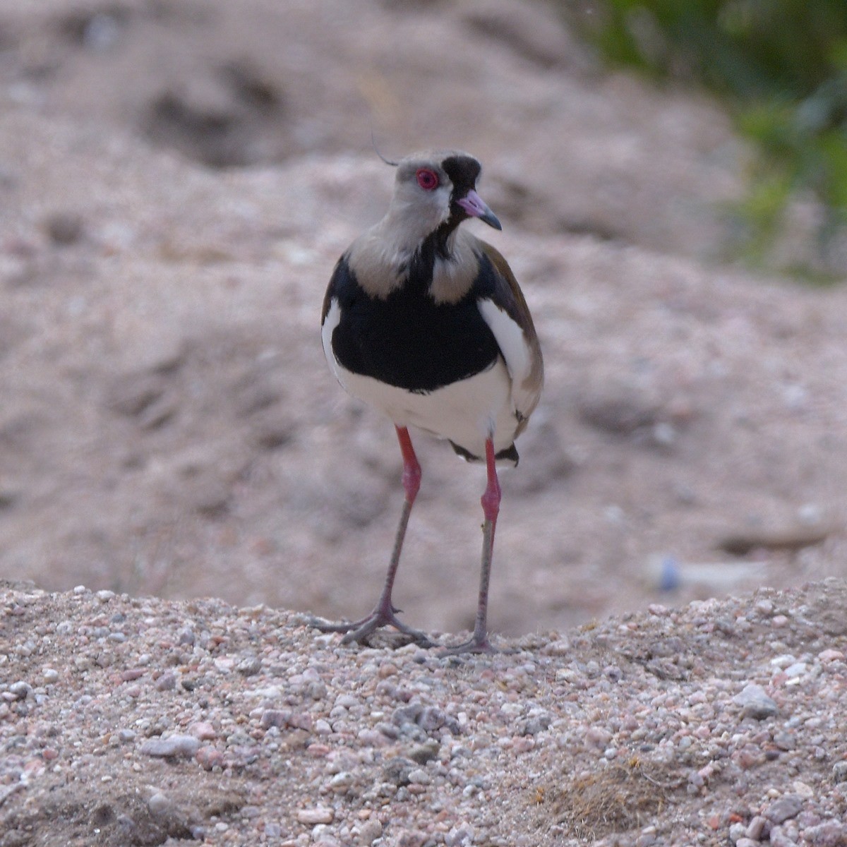 Southern Lapwing - ML645889582