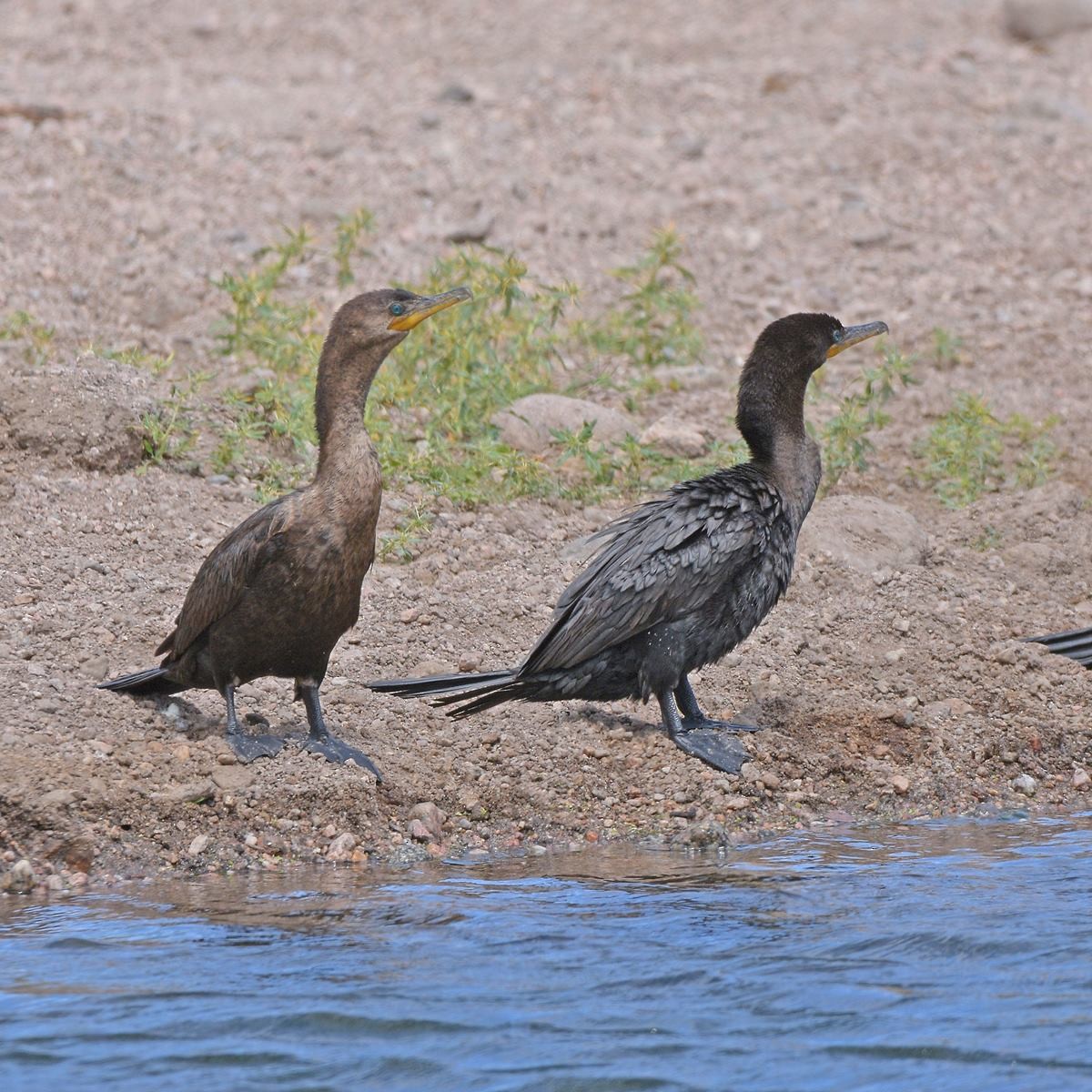Neotropic Cormorant - ML645889584