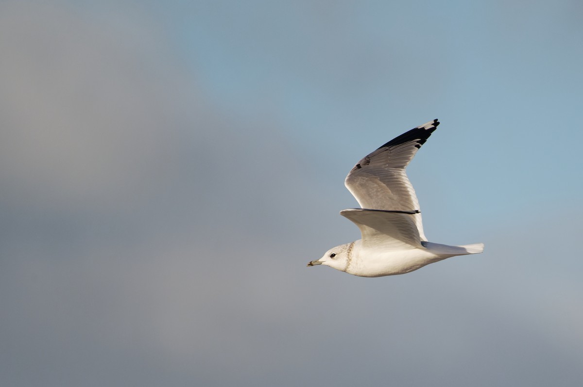 Common Gull - ML645889585