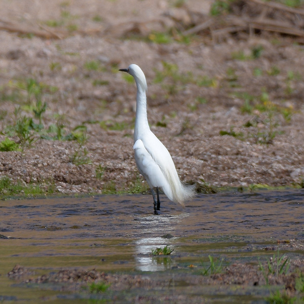 Snowy Egret - ML645889588
