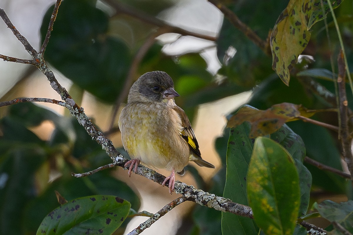 Black-headed Greenfinch - ML645889589