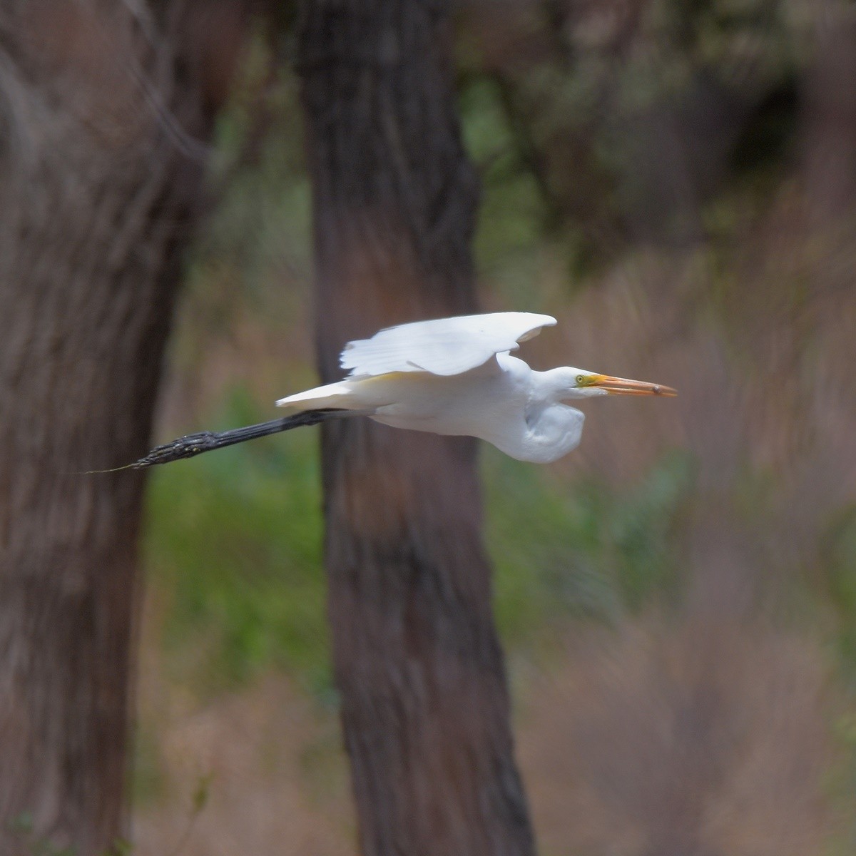 Great Egret - ML645889592