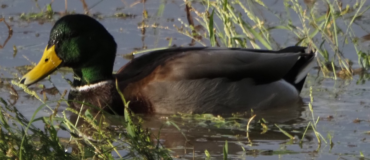 Mallard - ML645889593