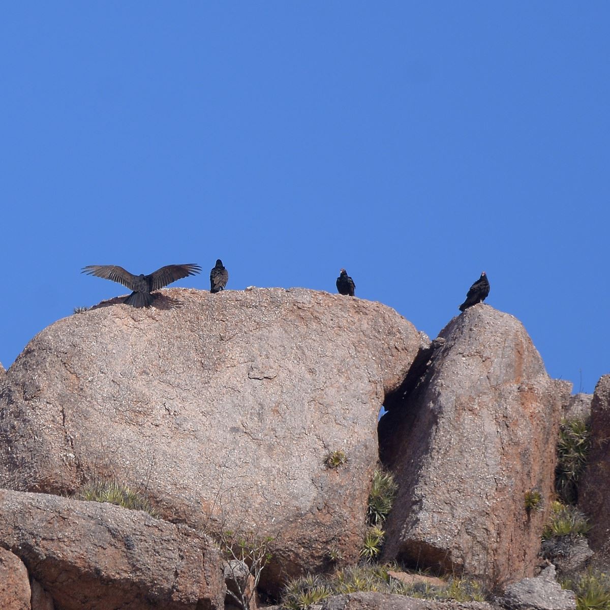 Turkey Vulture - ML645889594