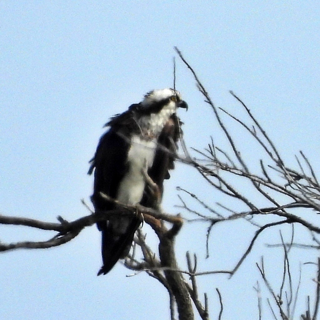 Osprey - ML645889595