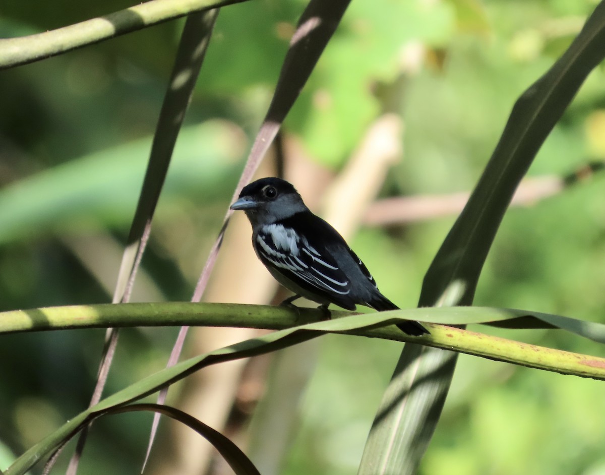 White-winged Becard - ML645889601