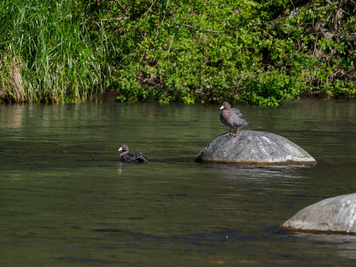 アオヤマガモ - ML645889605