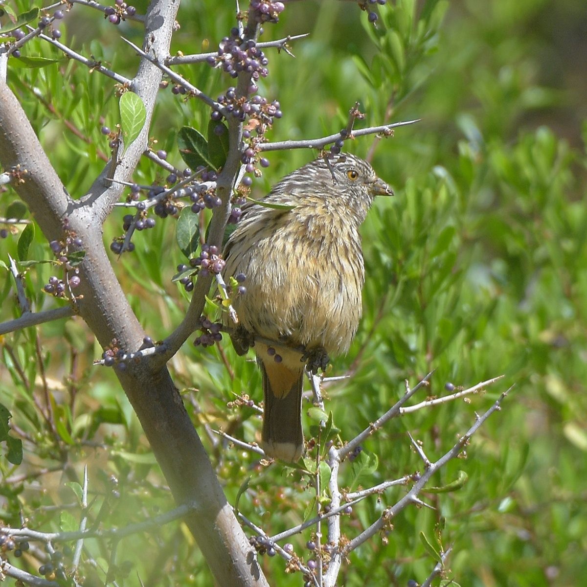 White-tipped Plantcutter - ML645889607