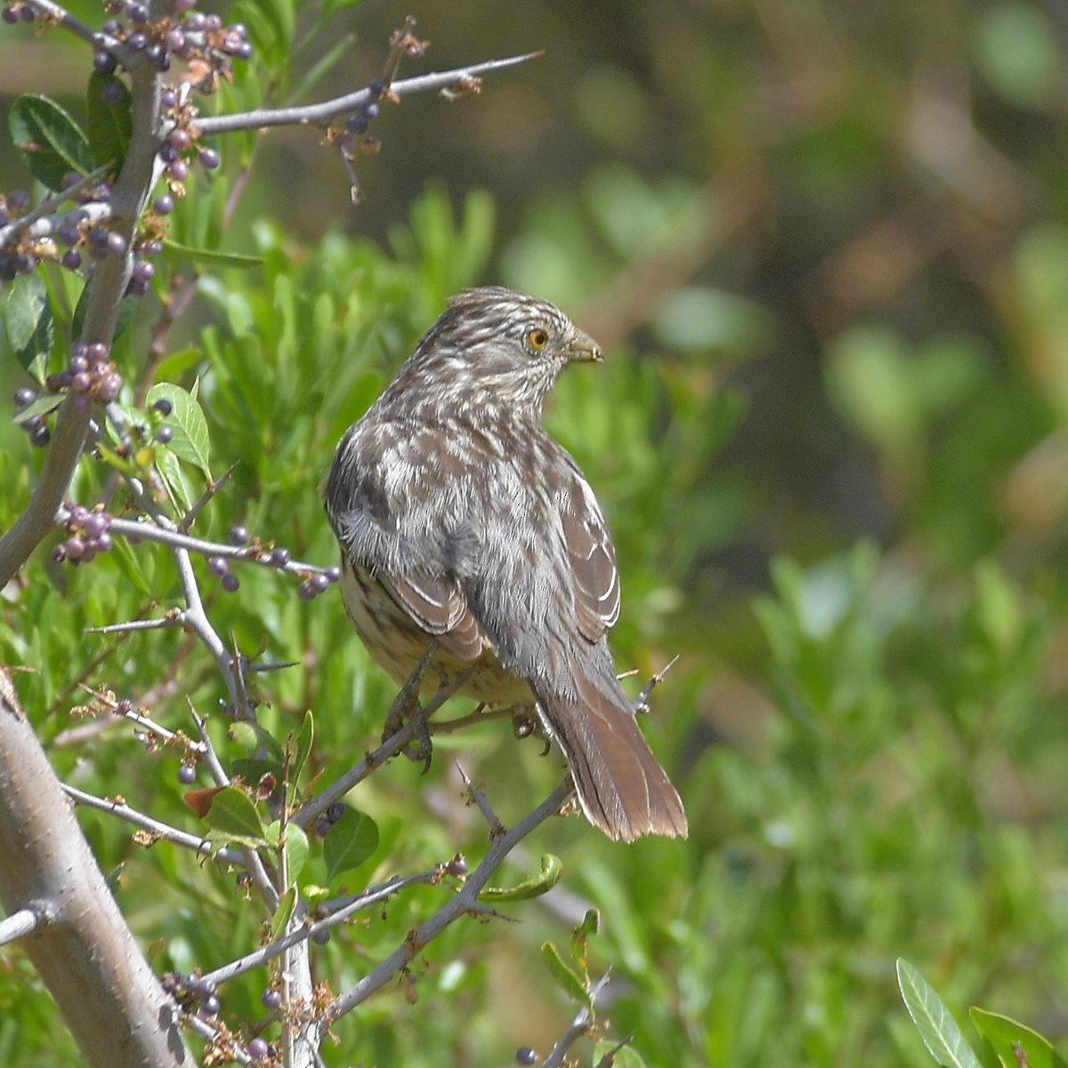 White-tipped Plantcutter - ML645889608