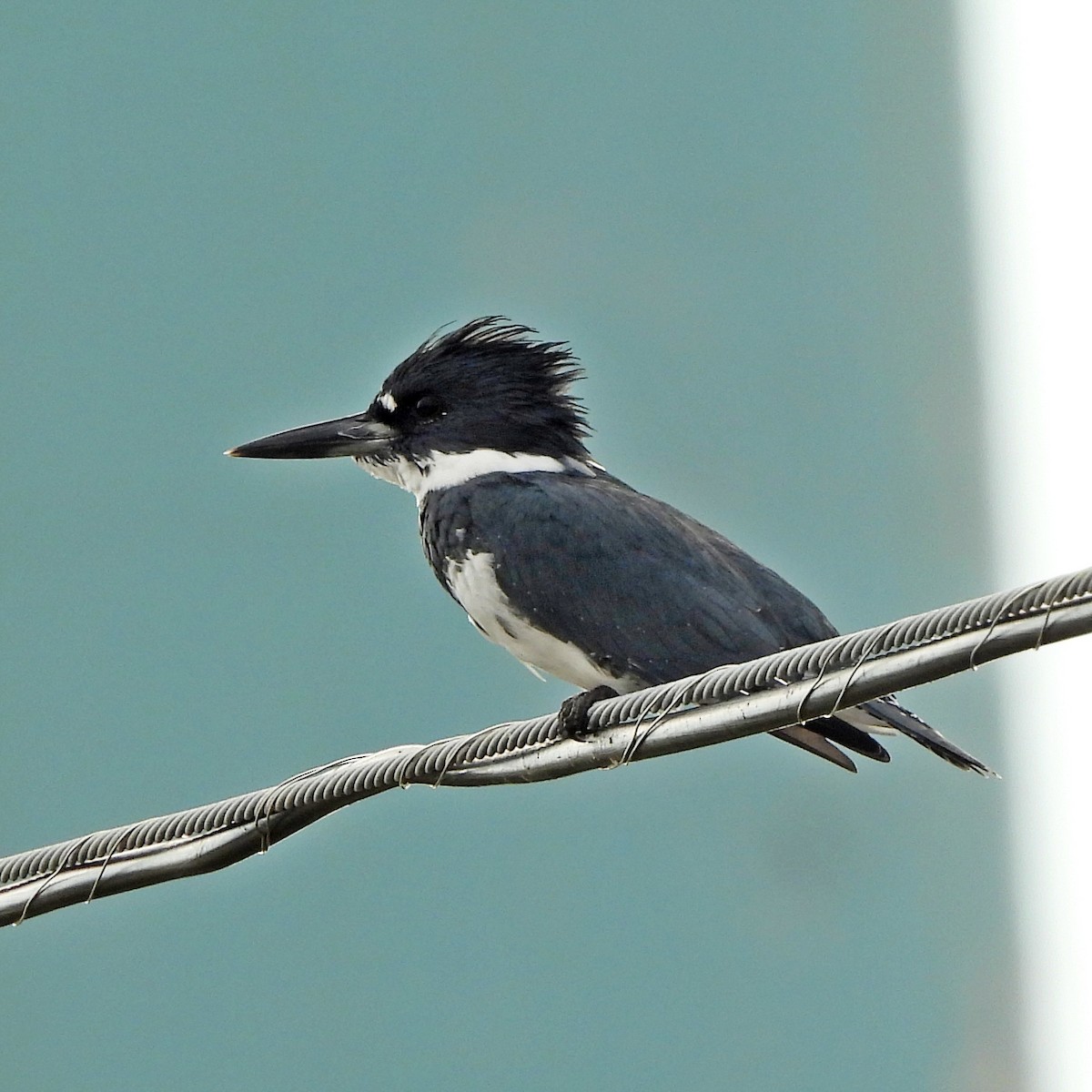 Belted Kingfisher - ML645889613