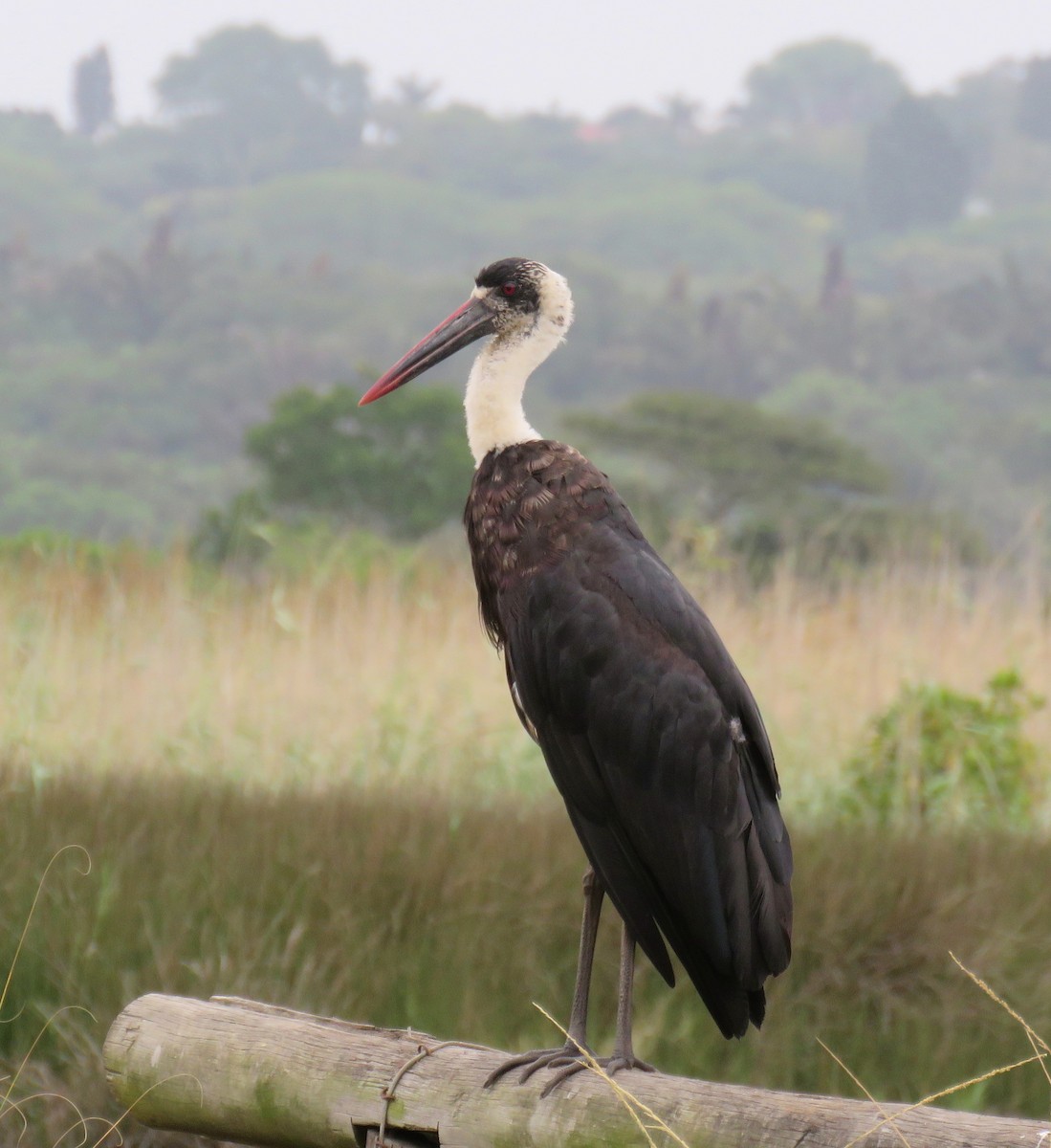 African Woolly-necked Stork - ML645889616