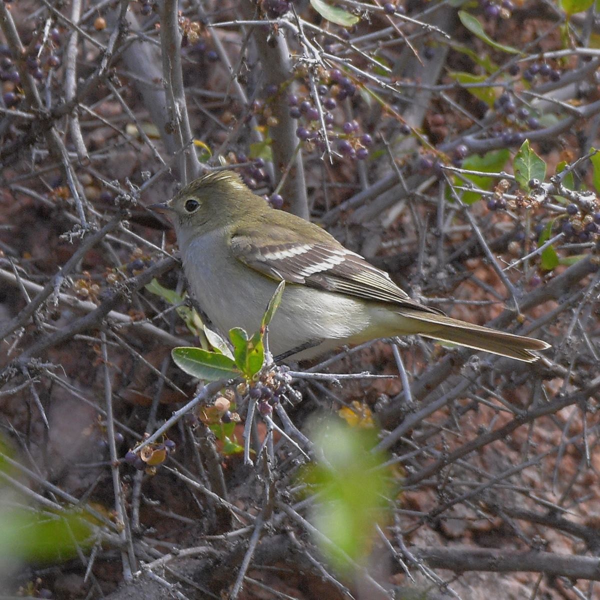 White-crested Elaenia - ML645889620