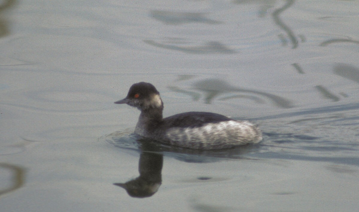 Eared Grebe - ML645889636