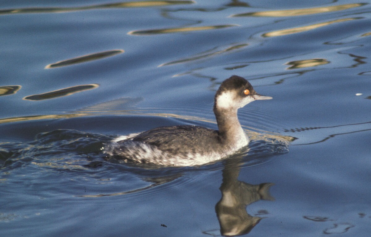 Eared Grebe - ML645889647