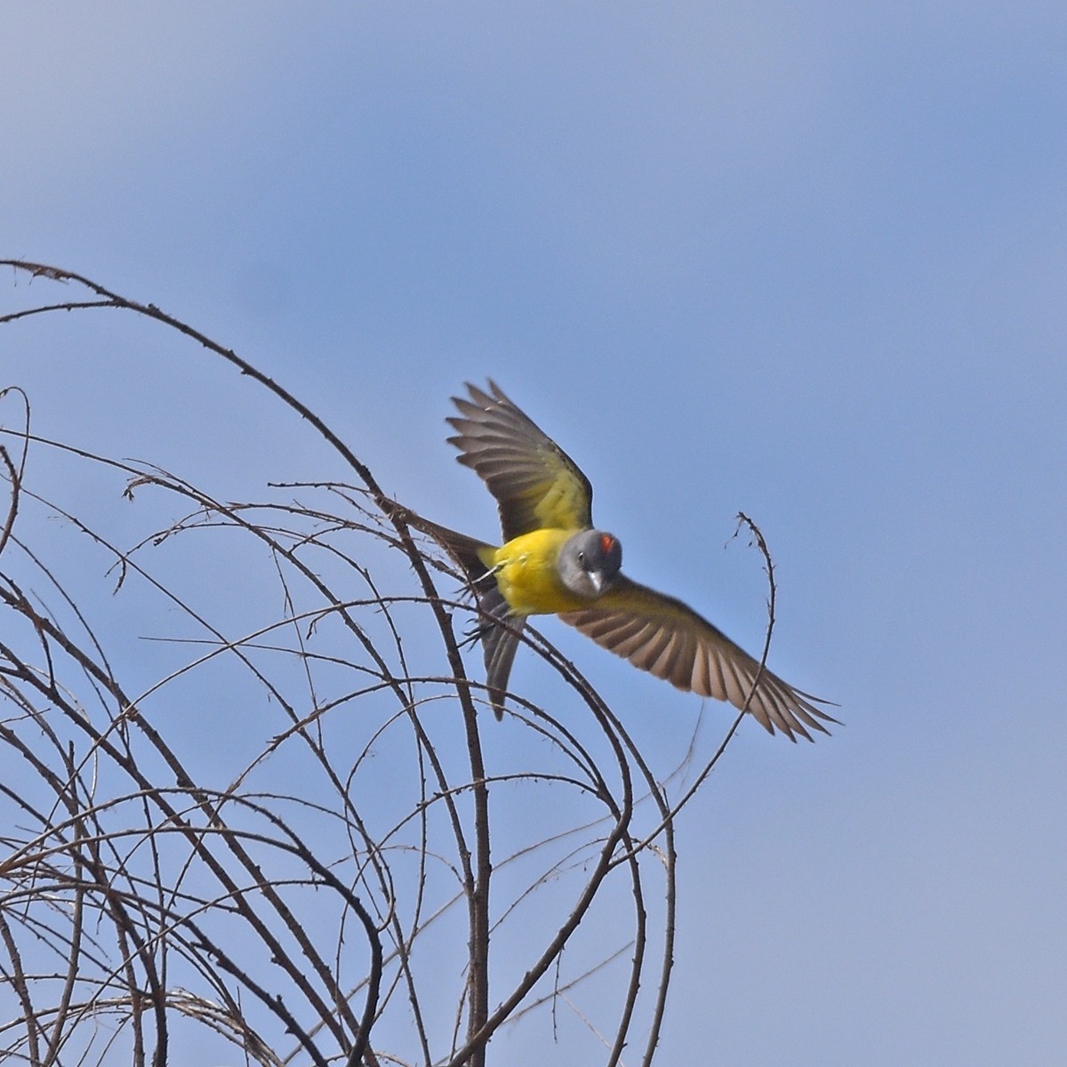 Tropical Kingbird - ML645889654