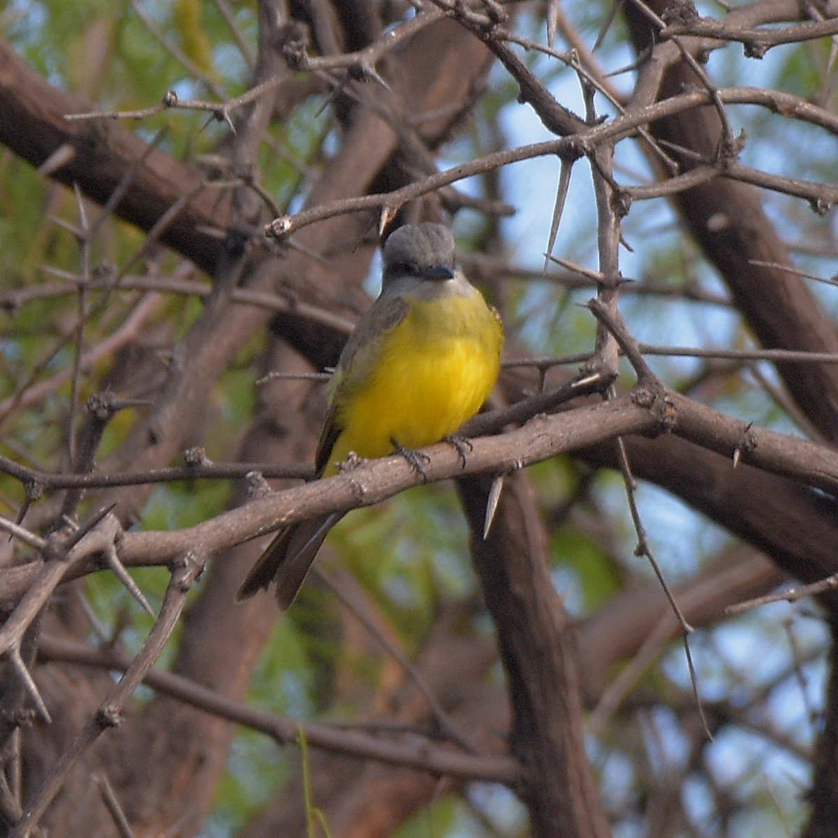 Tropical Kingbird - ML645889655