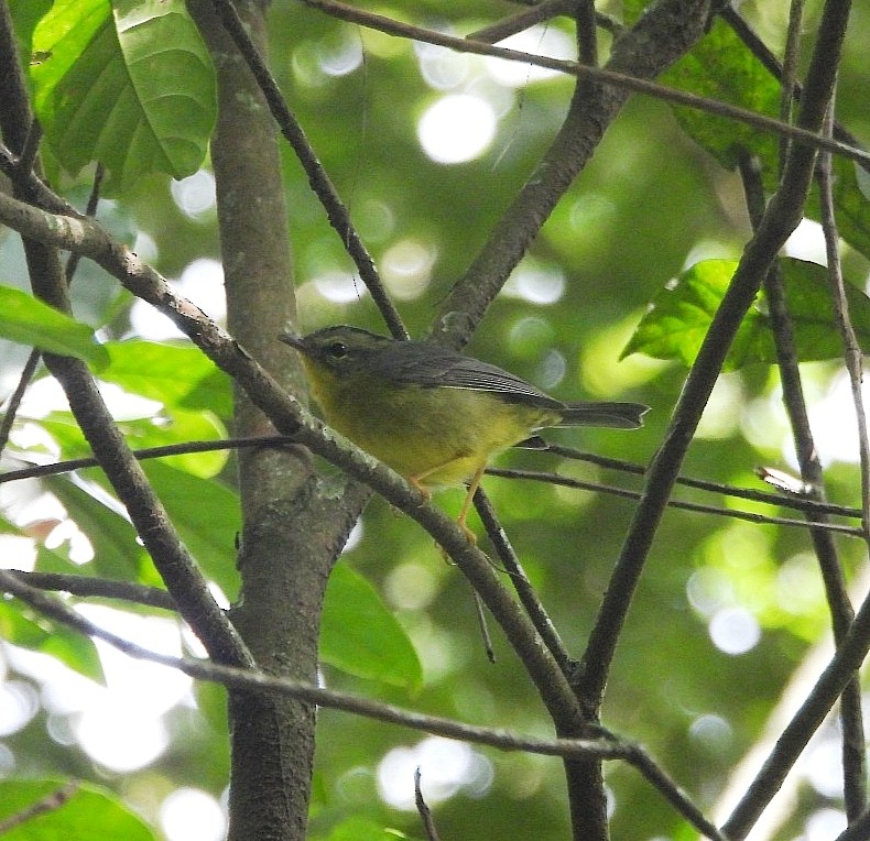 Golden-crowned Warbler - ML645889656