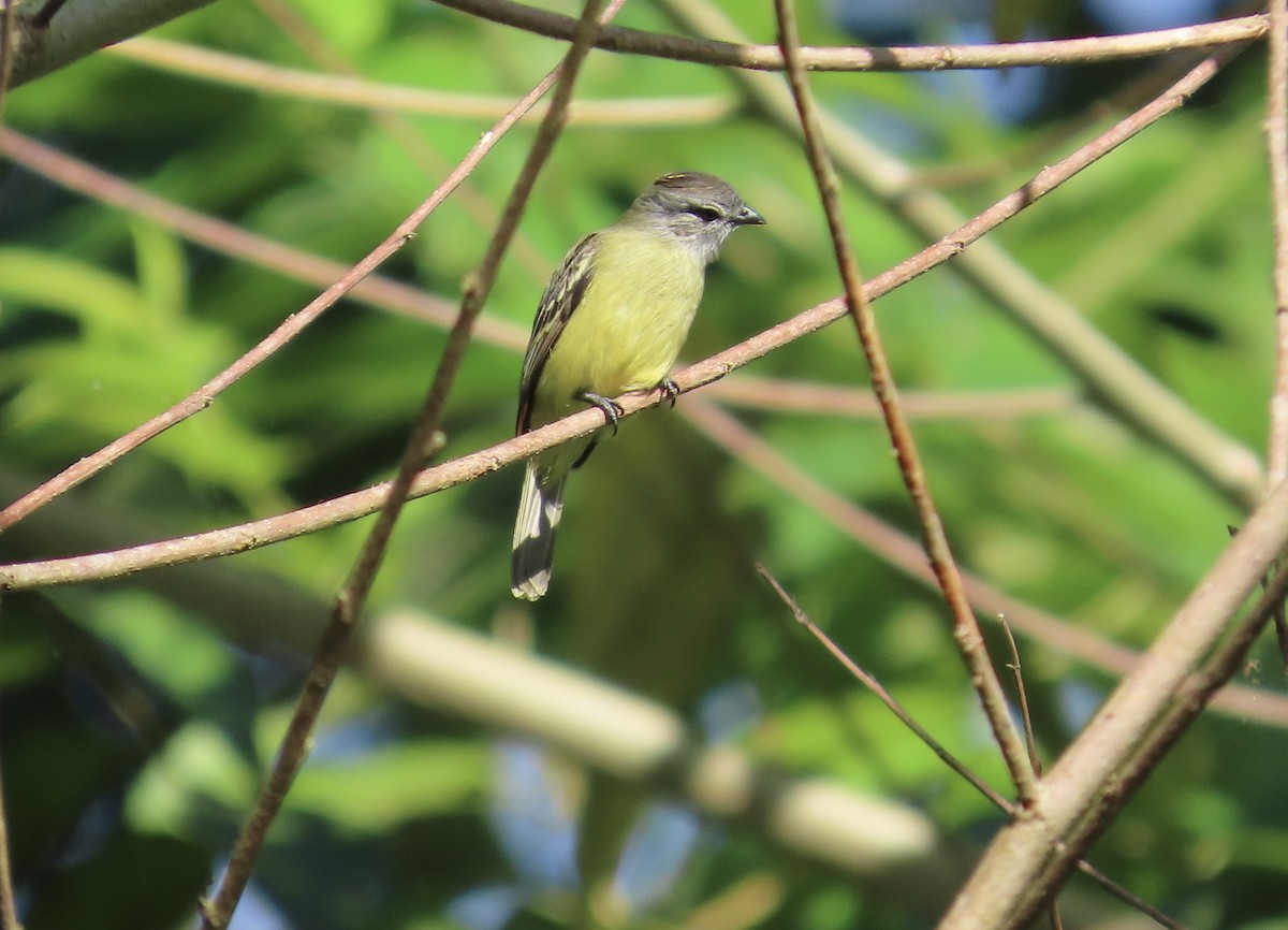 Yellow-crowned Tyrannulet - ML645889657