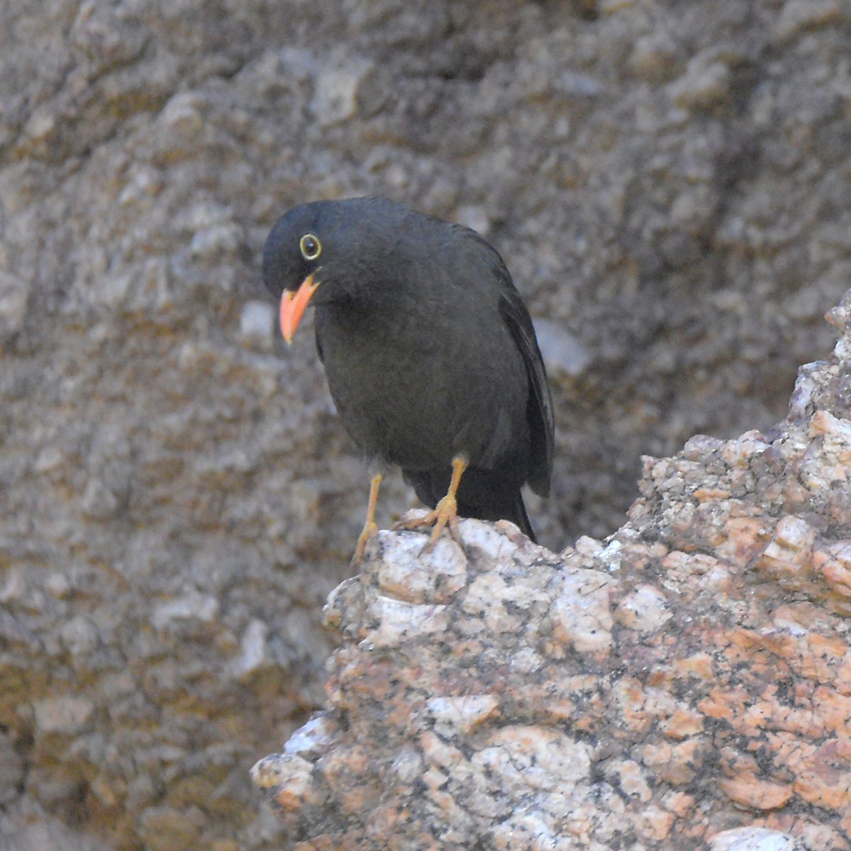 Chiguanco Thrush - ML645889659