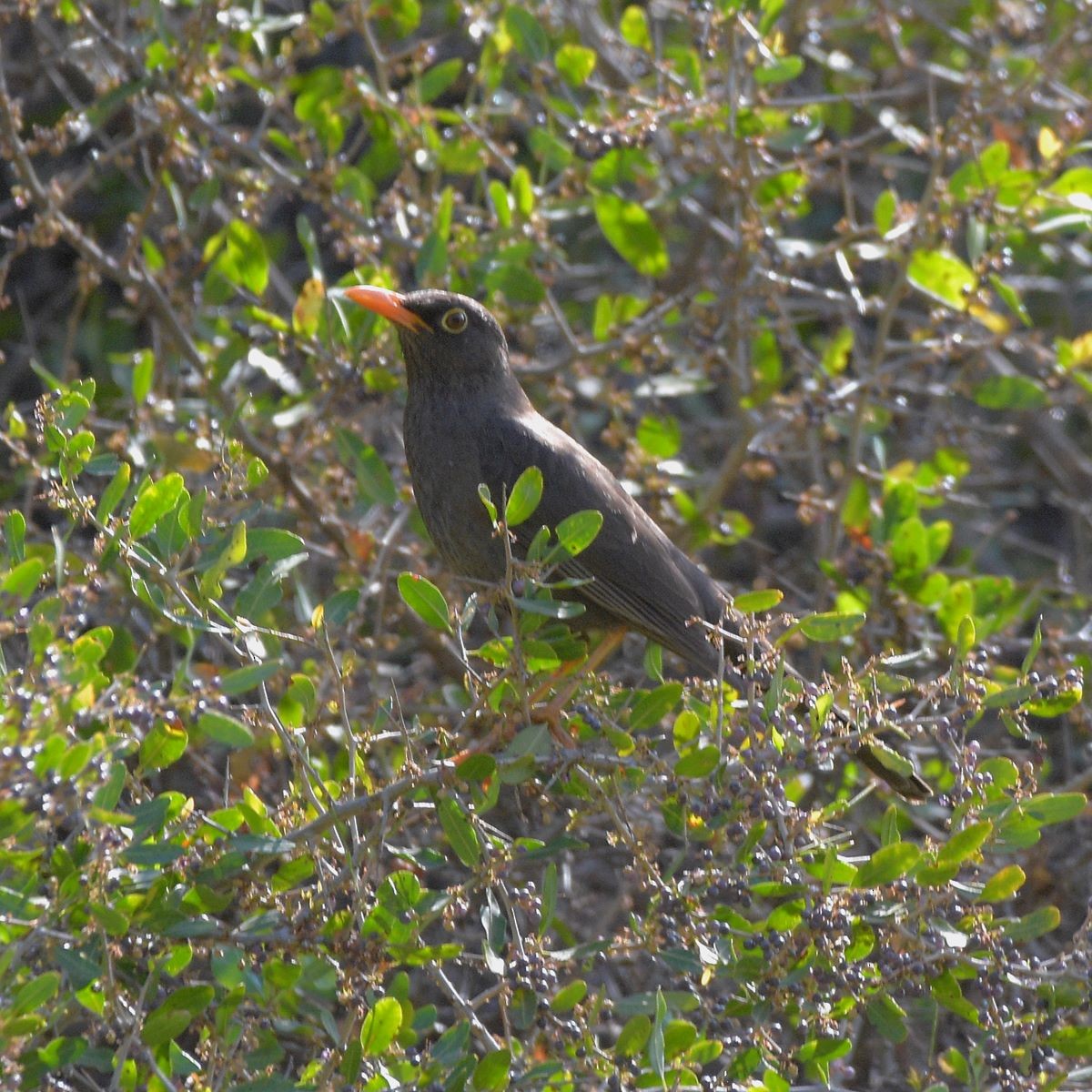 Chiguanco Thrush - ML645889660