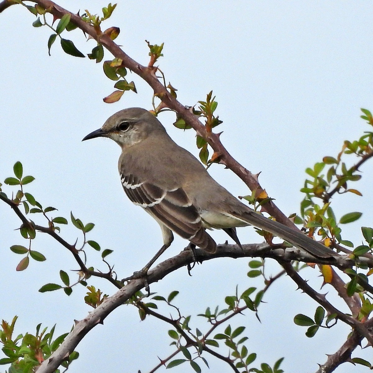Northern Mockingbird - ML645889663