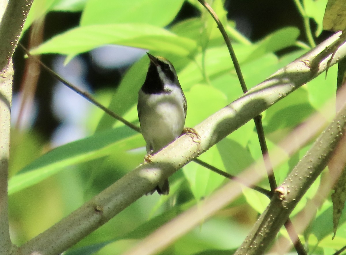 Paruline à ailes dorées - ML645889667