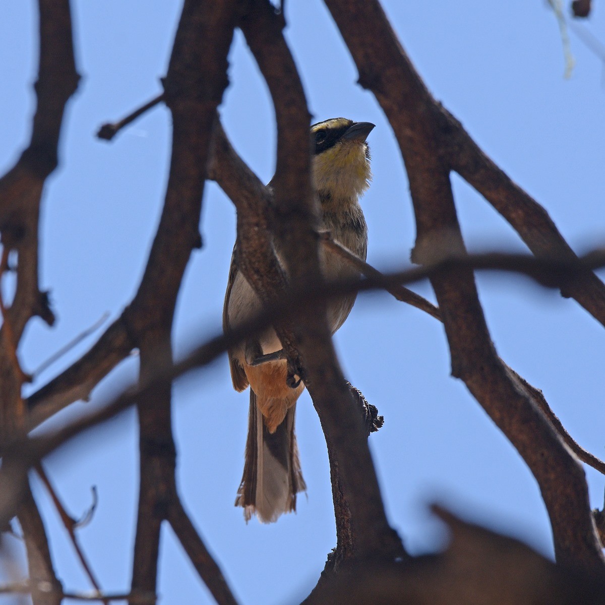 Ringed Warbling Finch - ML645889670