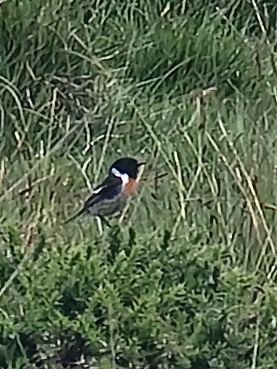 European Stonechat - ML645889677