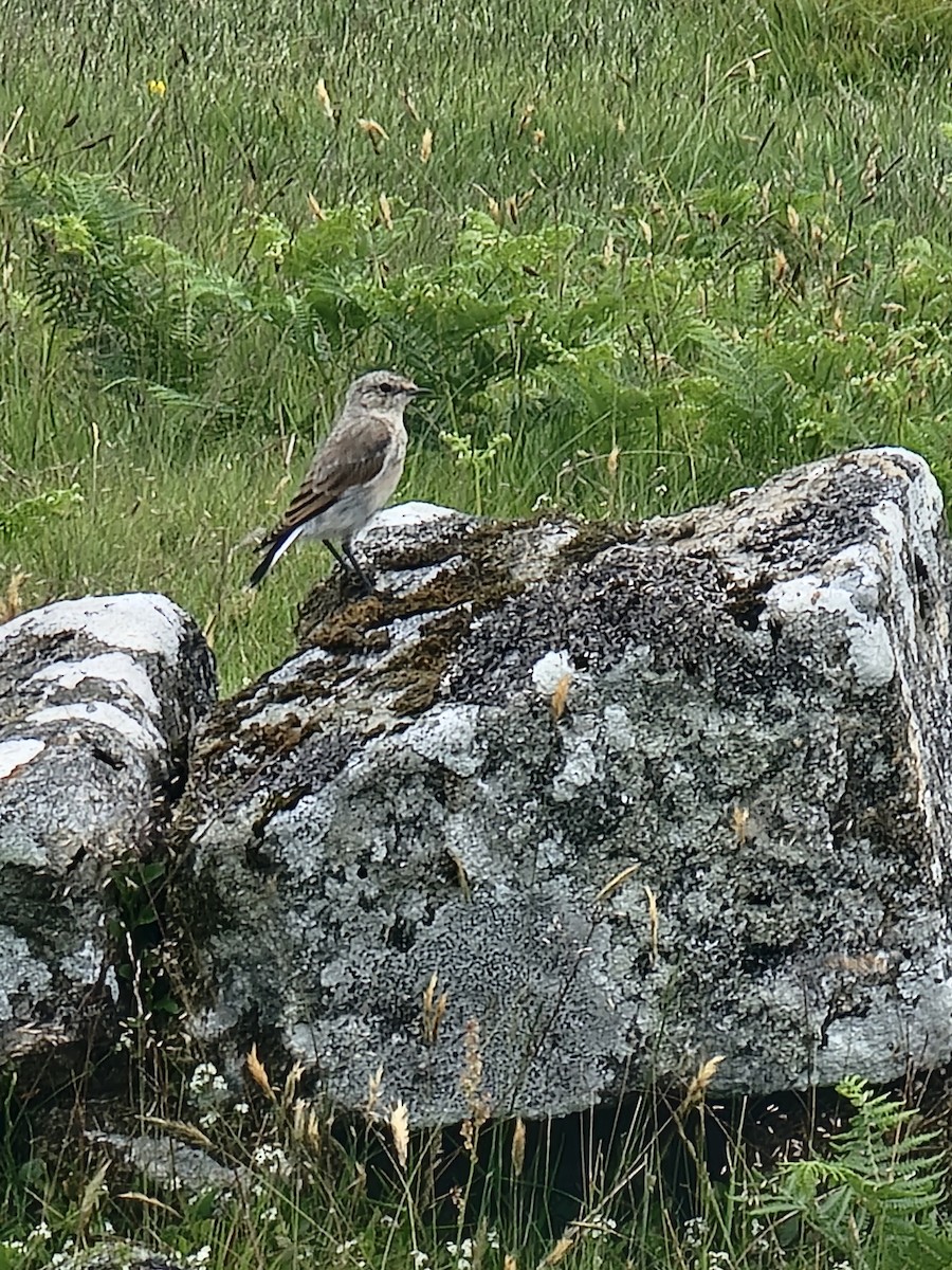 Northern Wheatear - ML645889678