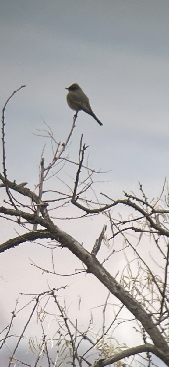 Say's Phoebe - ML645889680