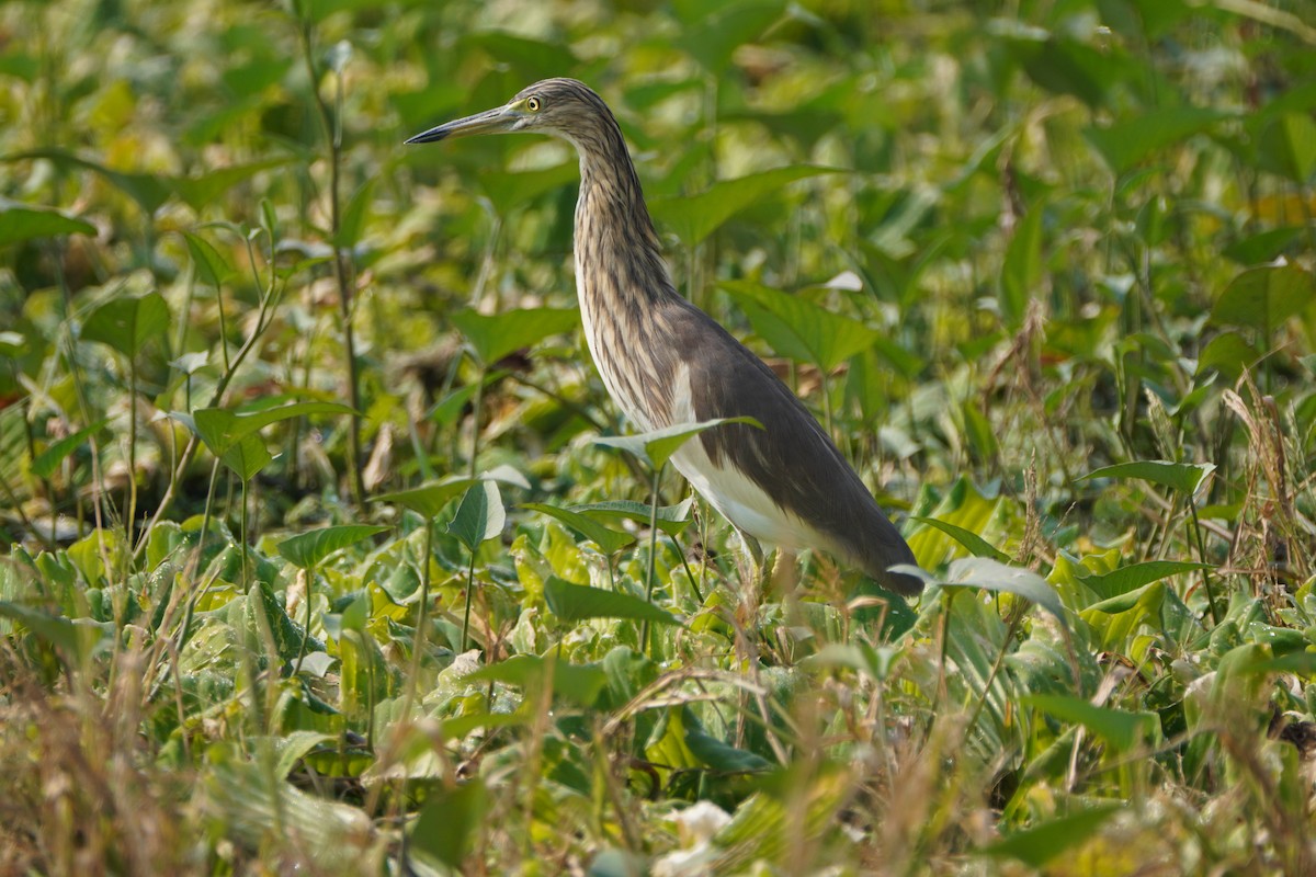 Indian Pond-Heron - ML645889681