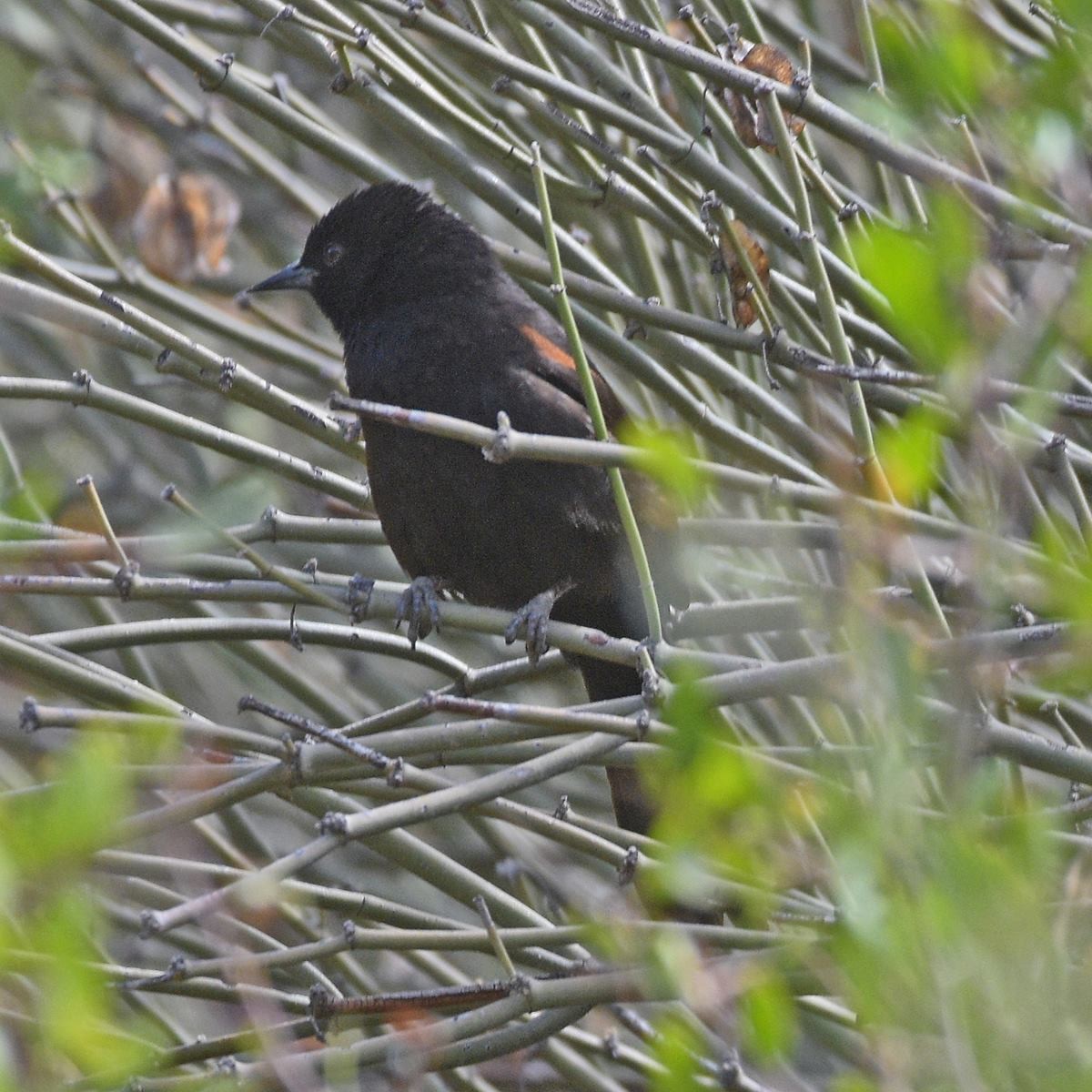 Variable Oriole - ML645889682