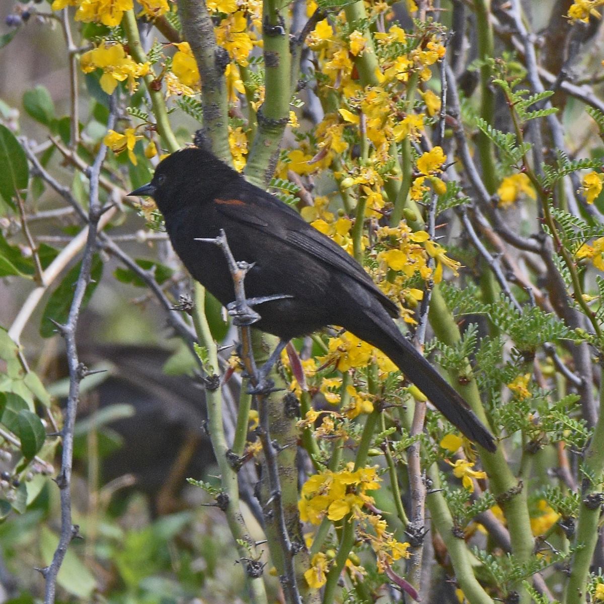Variable Oriole - ML645889683