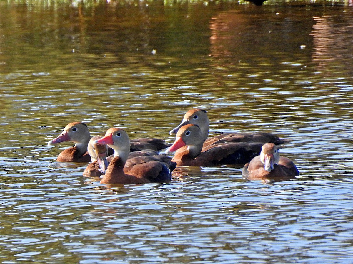 Black-bellied Whistling-Duck - ML645889684