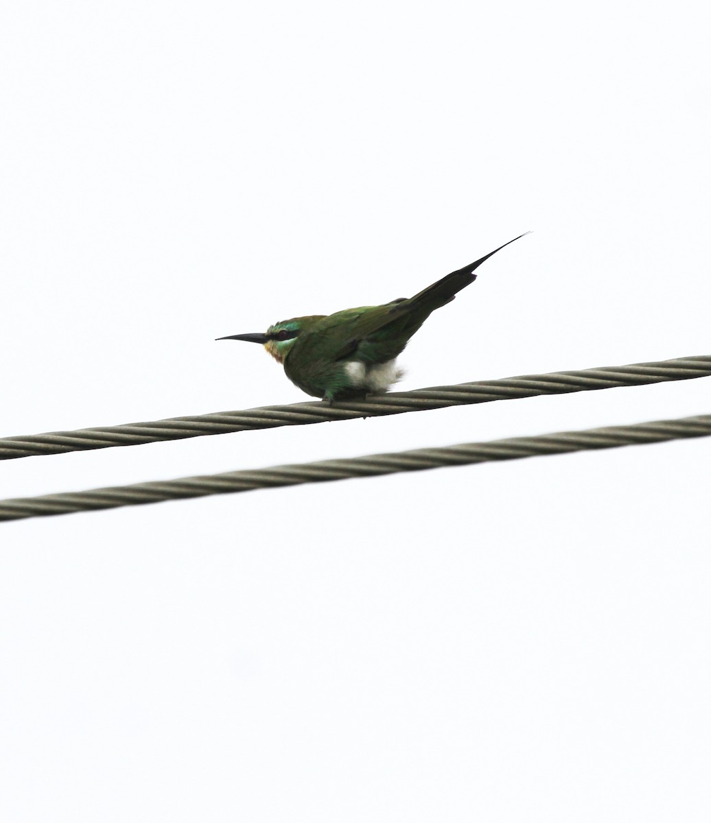 שרקרק ירוק - ML645889695