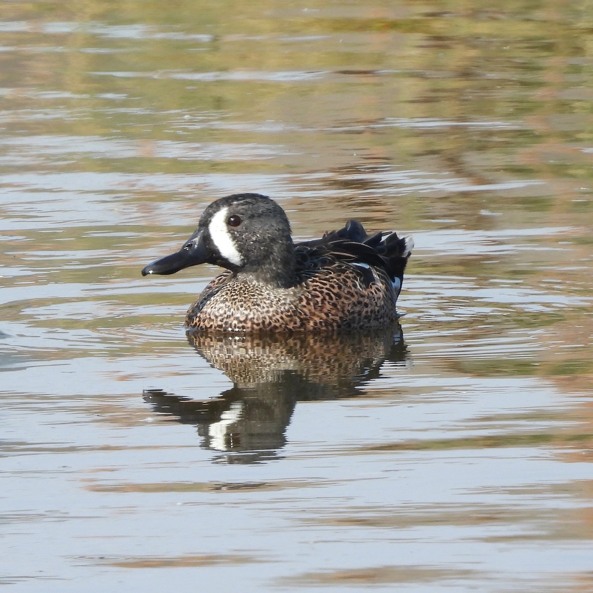 Zertzeta hegalurdina - ML645889697