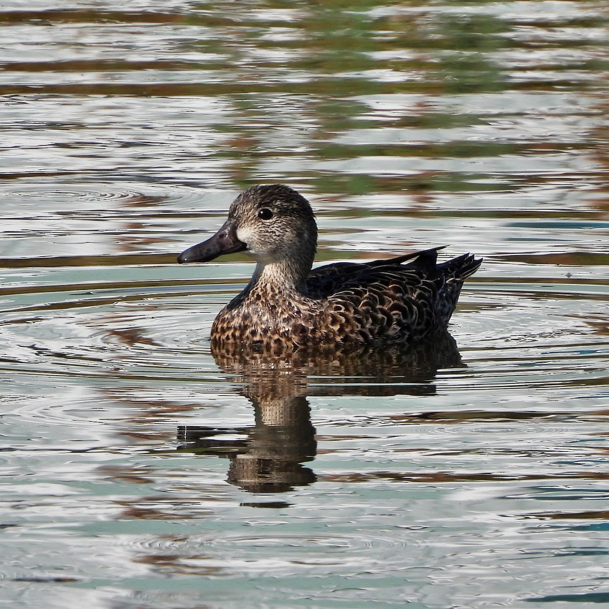 Zertzeta hegalurdina - ML645889698