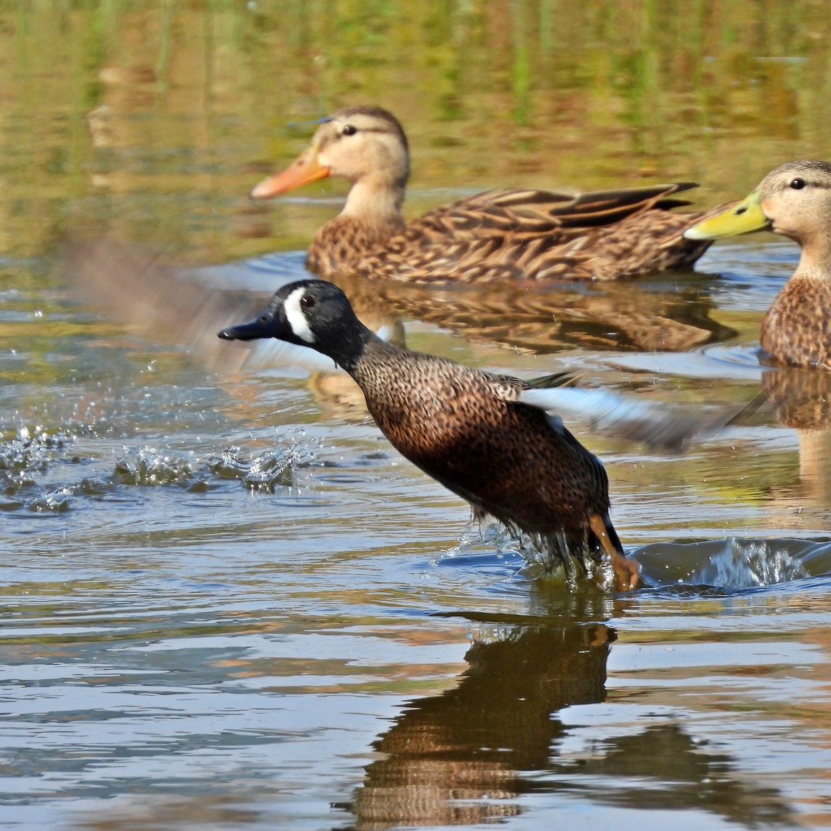 Zertzeta hegalurdina - ML645889699