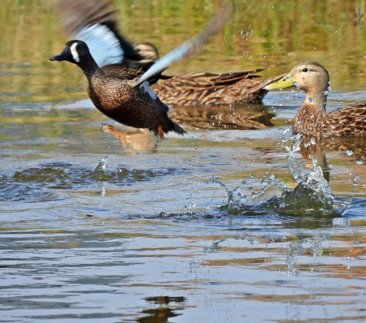 Zertzeta hegalurdina - ML645889700