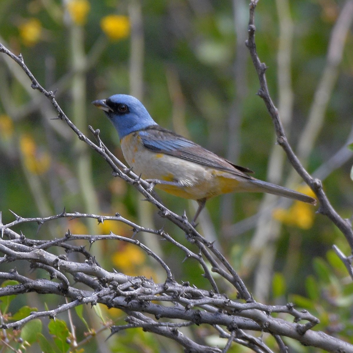 Blue-and-yellow Tanager - ML645889703