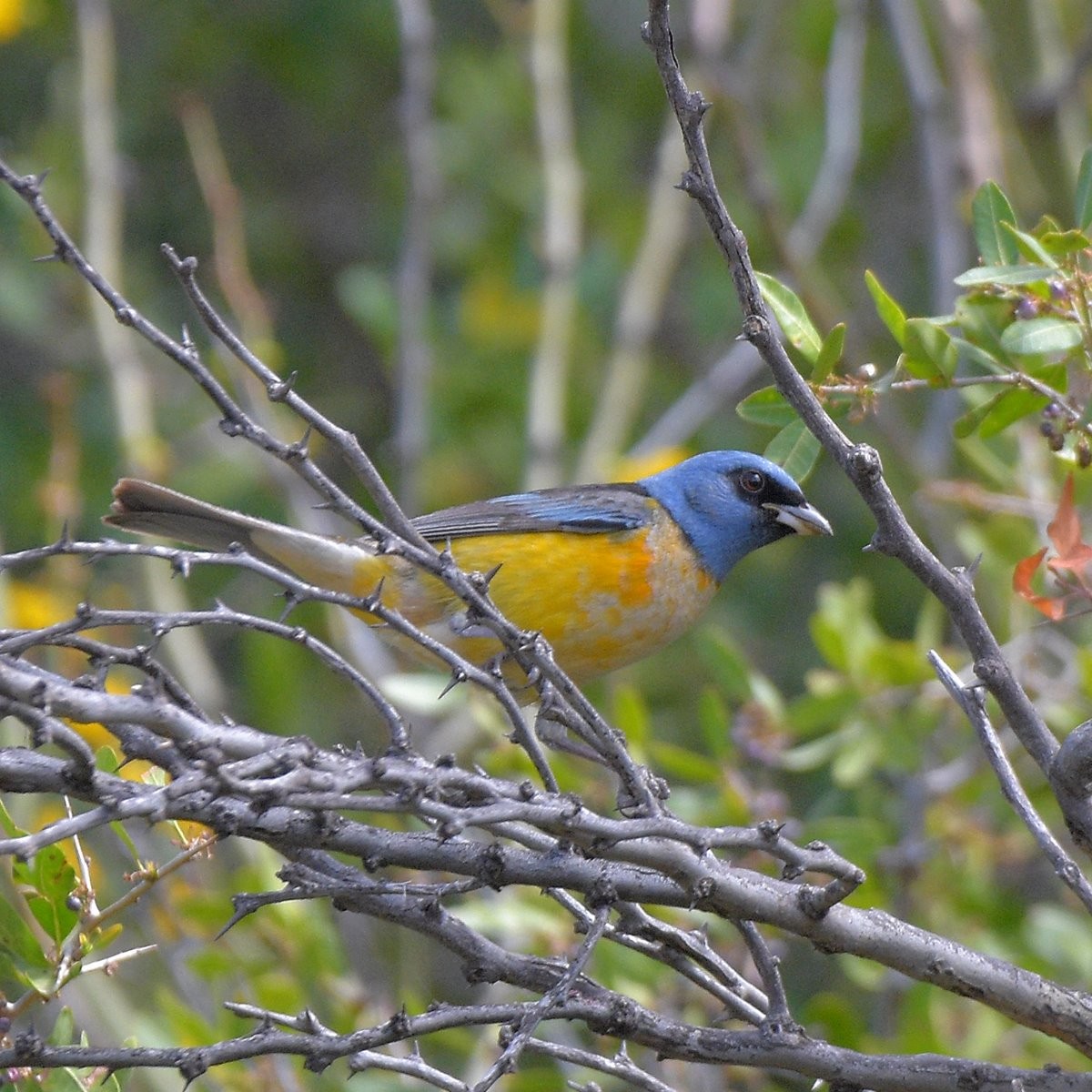 Blue-and-yellow Tanager - ML645889704