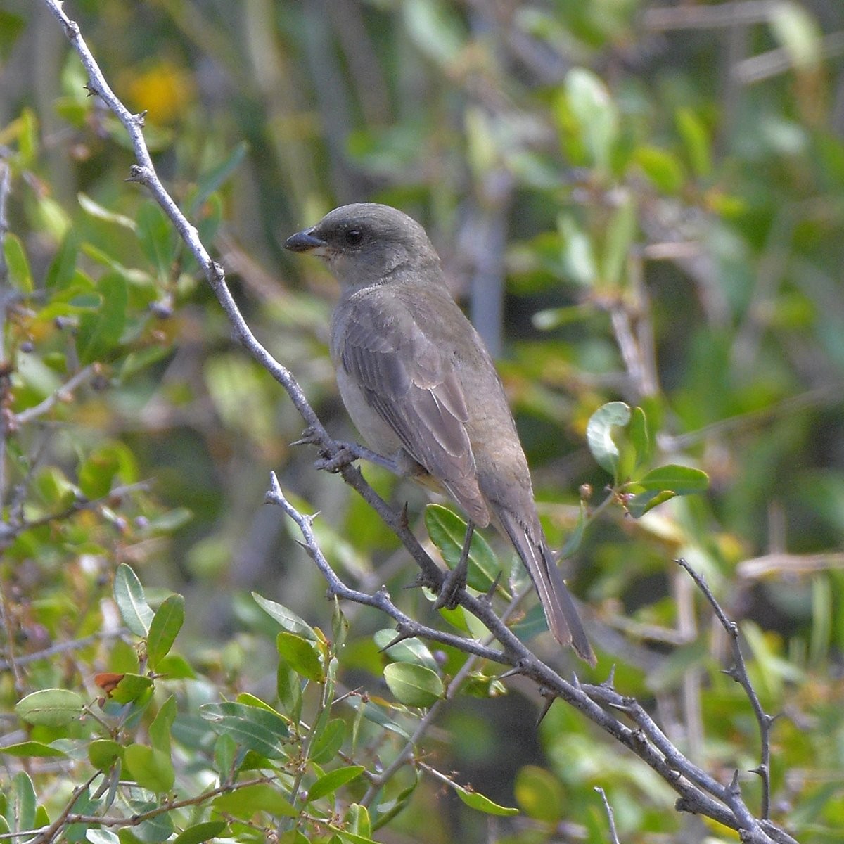 Blue-and-yellow Tanager - ML645889705