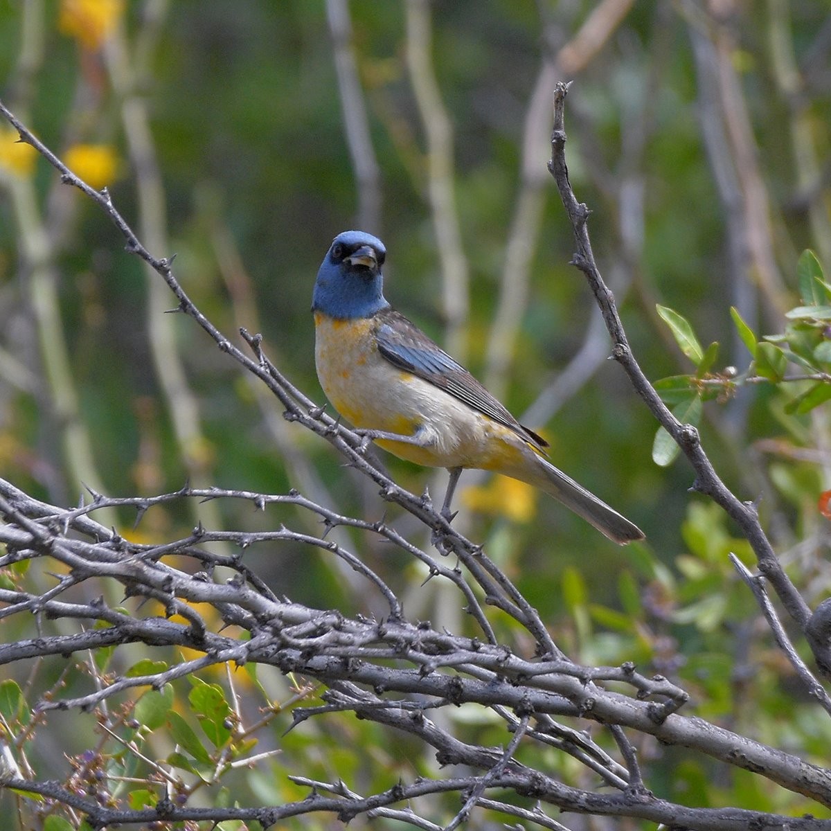 Blue-and-yellow Tanager - ML645889706