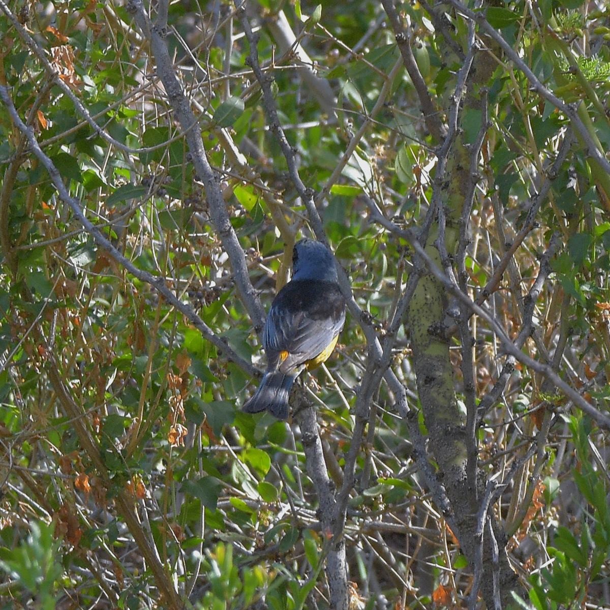 Blue-and-yellow Tanager - ML645889707