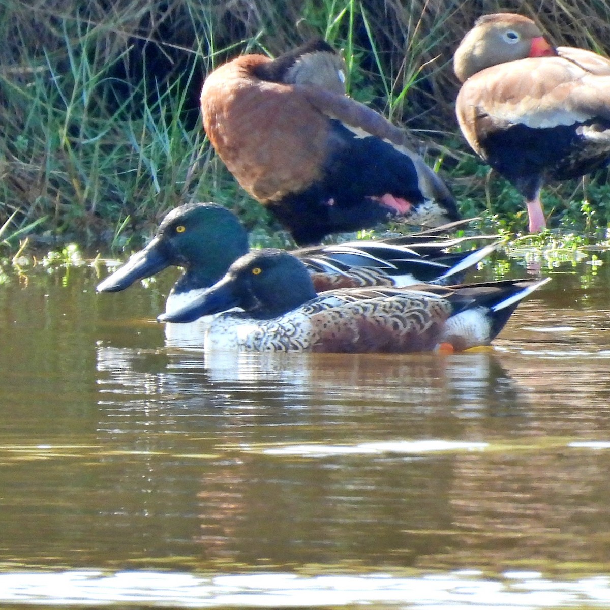 Northern Shoveler - ML645889719