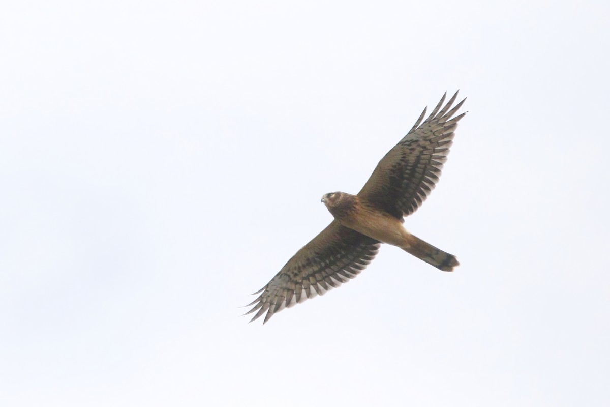 moták severoamerický - ML645889720